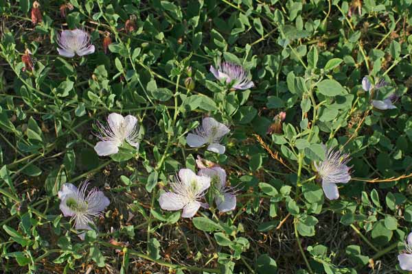 Capparis spinosa subsp. spinosa, Cappero siciliano, Capparu, Capperu, Cappuru, Tappara, Tapparas, Tappari, Tappuru