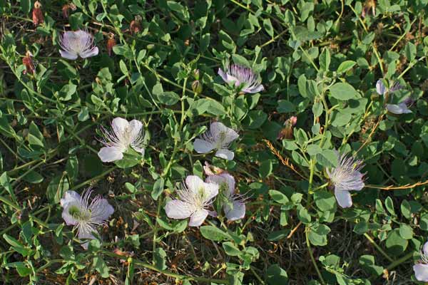 Capparis sicula, Cappero siciliano, Capparu, Capperu, Cappuru, Tappara, Tapparas, Tappari, Tappuru