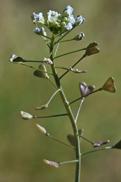 Capsella bursa-pastoris, Borsa del pastore, Borsacchina, Bussa de pastori, Iparra, Isperracalzones, Musciglia de pastori