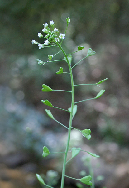 Capsella bursa-pastoris, Borsa del pastore, Borsacchina, Bussa de pastori, Iparra, Isperracalzones, Musciglia de pastori