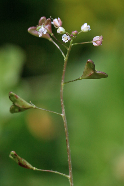 Capsella rubella, Borsapastore annuale, Bussa de pastori