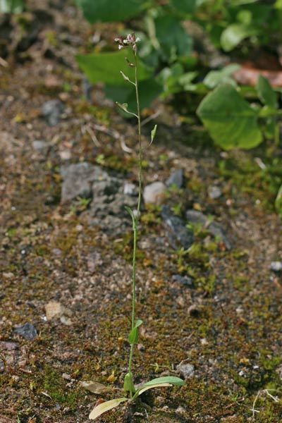 Capsella rubella, Borsapastore annuale, Bussa de pastori