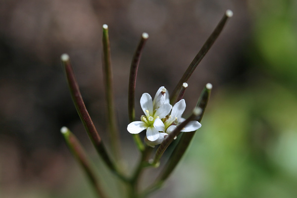 Cardamine hirsuta, Billeri primaticcio, Billeri, Matutzu 'e monti