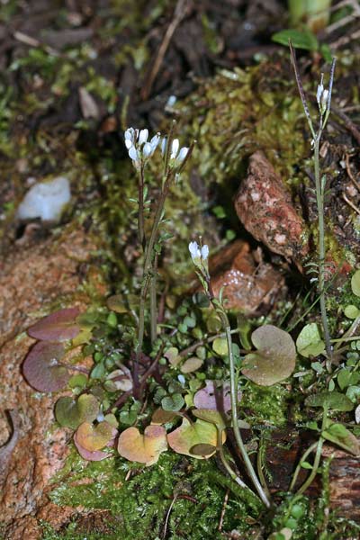 Cardamine hirsuta, Billeri primaticcio, Billeri, Matutzu 'e monti