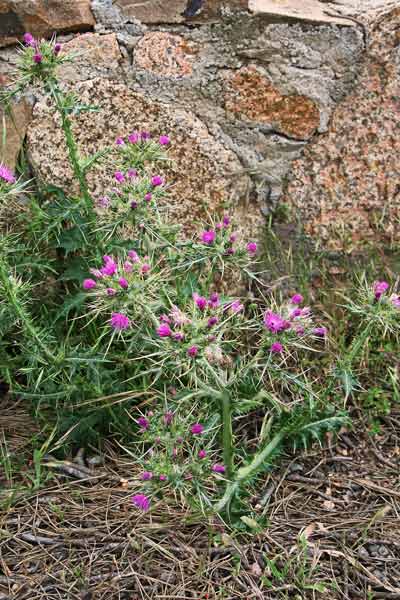 Carduus cephalanthus, Cardo agglomerato, Cadru, Cardu