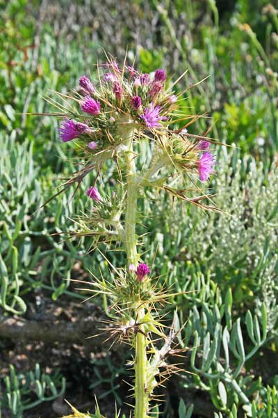 Carduus cephalanthus, Cardo agglomerato, Cadru, Cardu