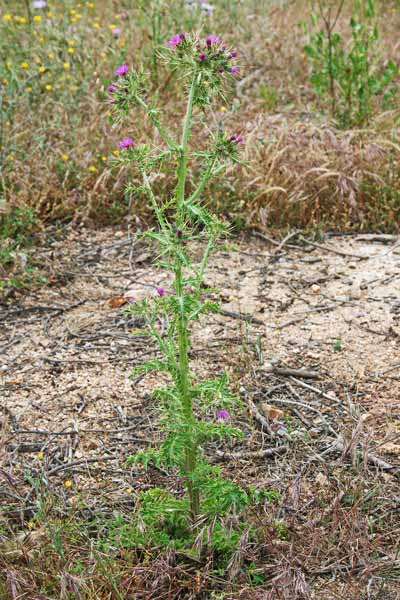 Carduus cephalanthus, Cardo agglomerato, Cadru, Cardu