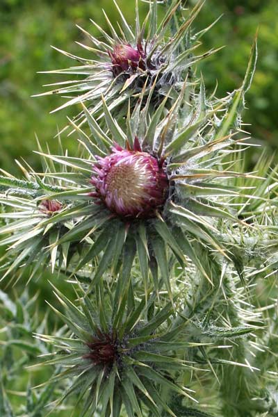 Carduus nutans, Cardo rosso, Bardu ispinosu, Cardu spinosu