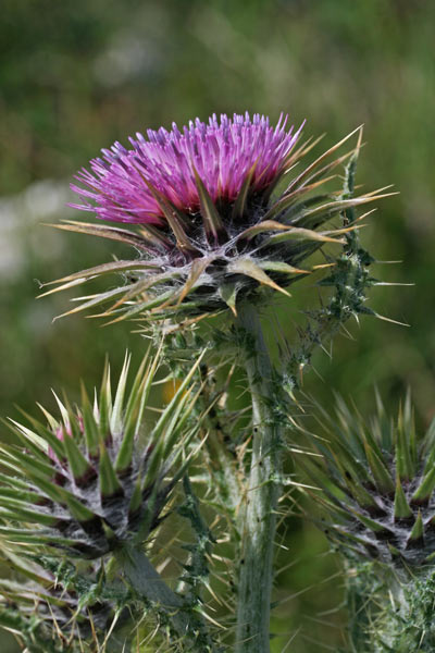 Carduus nutans, Cardo rosso, Bardu ispinosu, Cardu spinosu