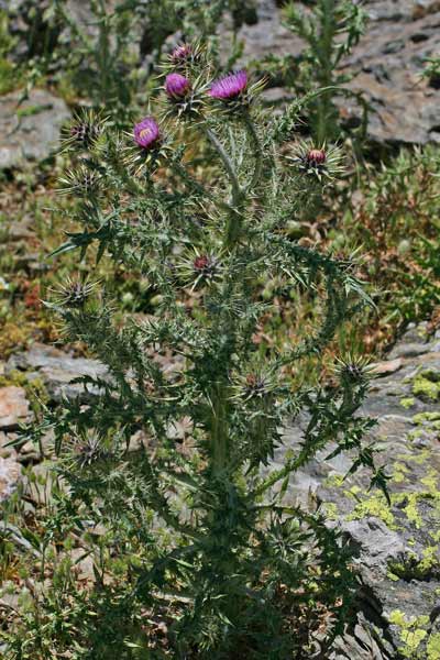 Carduus nutans, Cardo rosso, Bardu ispinosu, Cardu spinosu