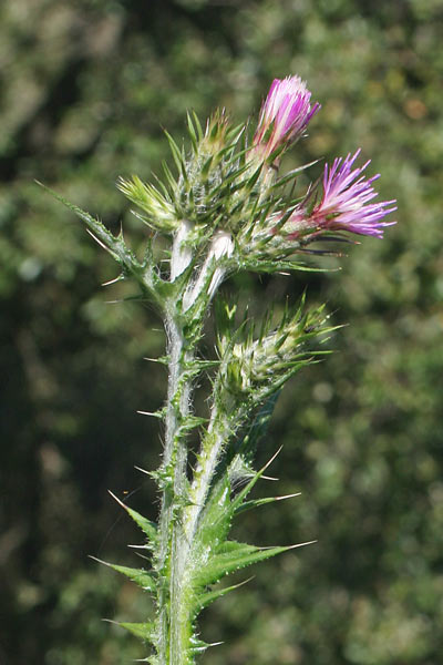 Carduus pycnocephalus, Cardo saettone, Aldu pisciatu, Ardu pissiarolu, Baldu aininu, Cardu de molenti, C. molentinu, C. piscia-piscia, Gardu pisciadu