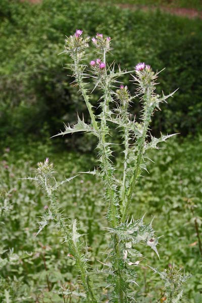 Carduus pycnocephalus, Cardo saettone, Aldu pisciatu, Ardu pissiarolu, Baldu aininu, Cardu de molenti, C. molentinu, C. piscia-piscia, Gardu pisciadu