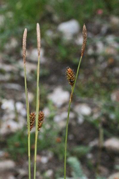 Carex distans, Carice a spighe distanziate