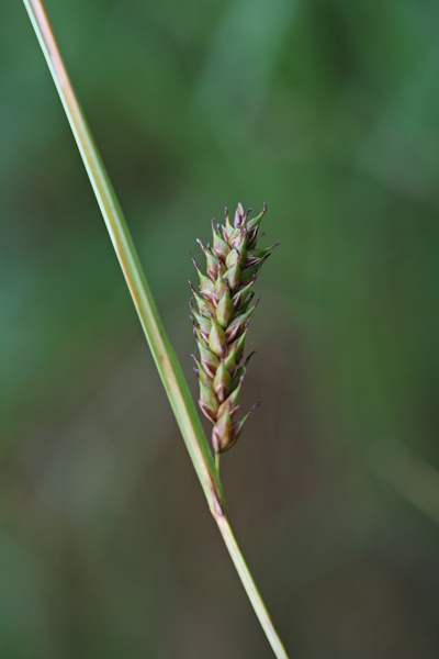 Carex distans, Carice a spighe distanziate