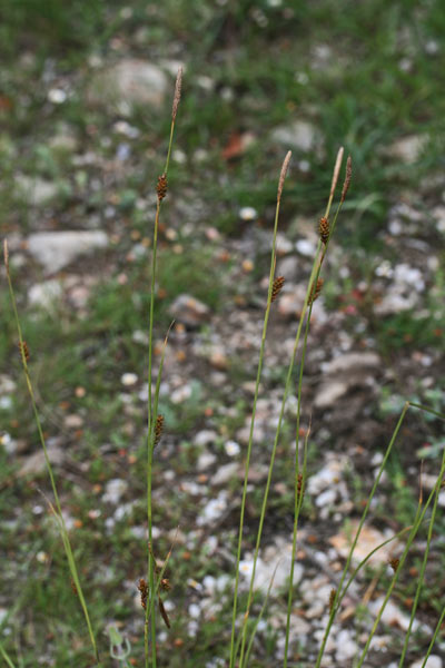 Carex distans, Carice a spighe distanziate