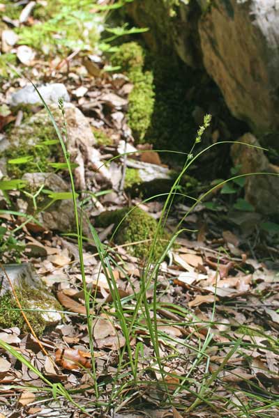 Carex divulsa, Carice separata