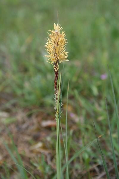 Carex flacca, Carice glauca
