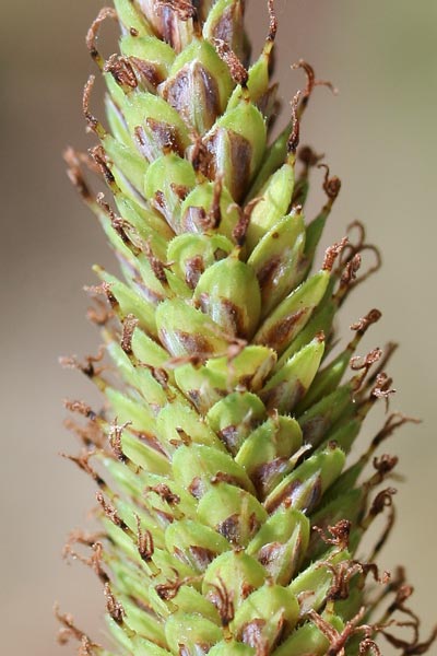 Carex hispida, Carice ispida