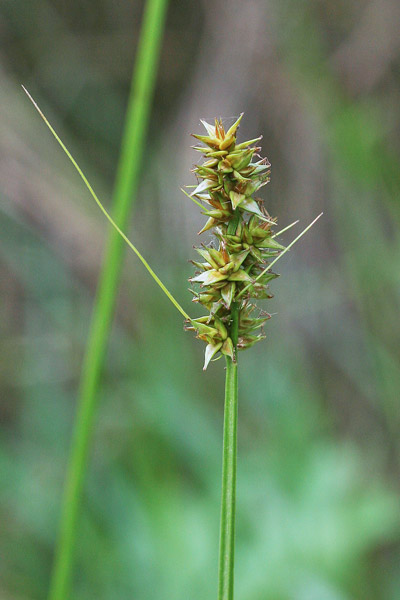 Carex leersii, Carice color rame
