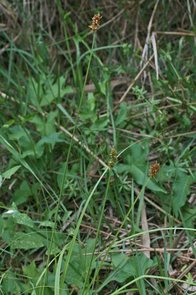 Carex leersii, Carice color rame