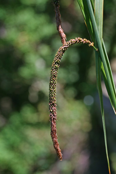 Carex pendula, Carice maggiore, Sega didus, Sinniga, Zinniga