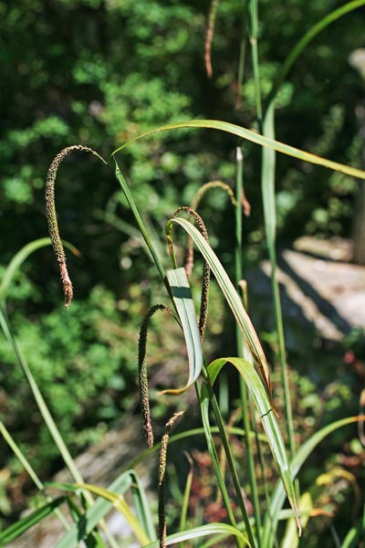 Carex pendula, Carice maggiore, Sega didus, Sinniga, Zinniga
