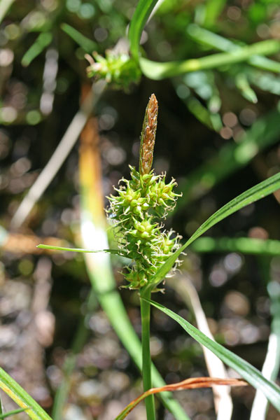 Carex viridula, Carice di Oeder, Carice verdastra