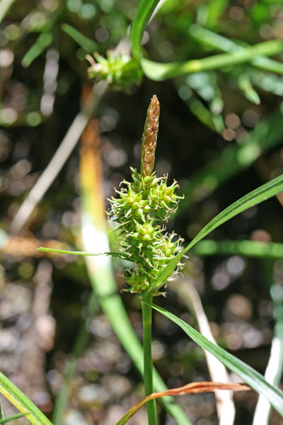 Carex oederi, Carice di Oeder, Carice verdastra
