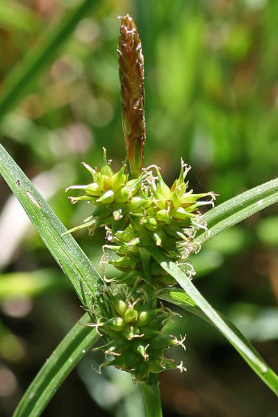 Carex viridula, Carice di Oeder, Carice verdastra