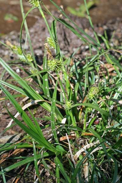 Carex oederi, Carice di Oeder, Carice verdastra