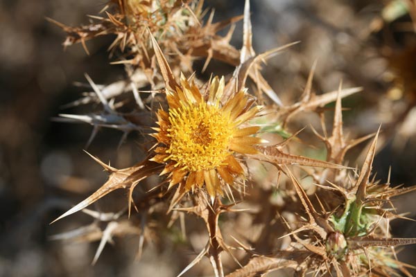 Carlina corymbosa, Carlina raggio d'oro, Aldu nanu, Spinarba