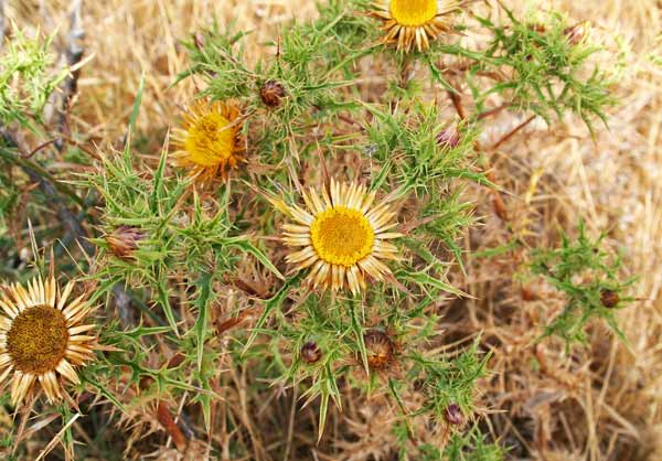 Carlina corymbosa, Carlina raggio d'oro, Aldu nanu, Spinarba