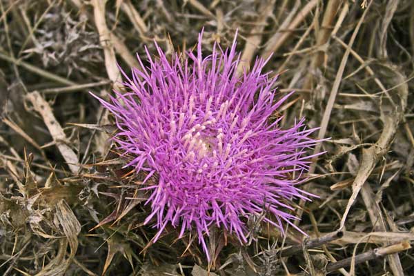 Carlina gummifera, Masticogna laticifera, Bardu cabiddu, Cardu cabiddu, Musciurida, Musciuriglia