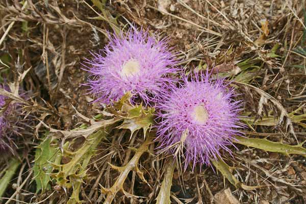 Carlina gummifera, Masticogna laticifera, Bardu cabiddu, Cardu cabiddu, Musciurida, Musciuriglia