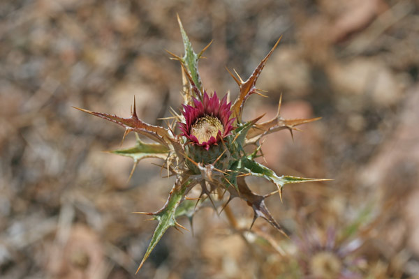 Carlina lanata, Carlina lanosa, Spinarba