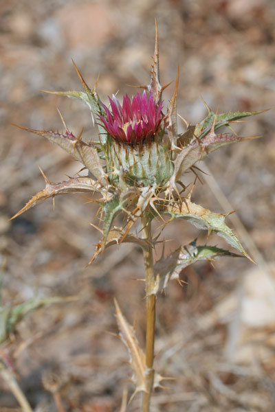 Carlina lanata, Carlina lanosa, Spinarba