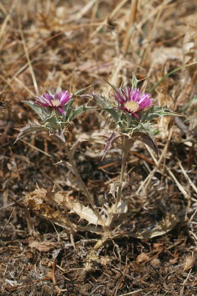 Carlina lanata, Carlina lanosa, Spinarba