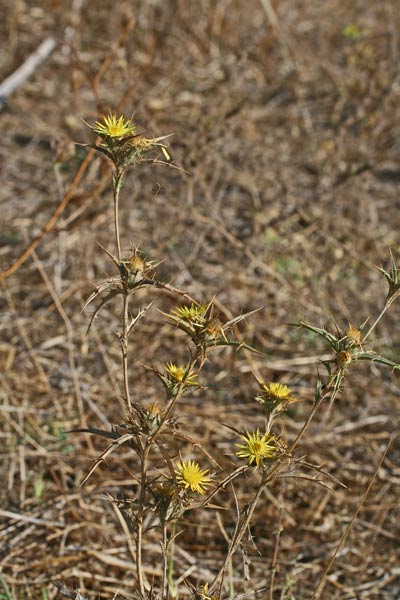 Carlina racemoca, Carlina minore, Spinarba