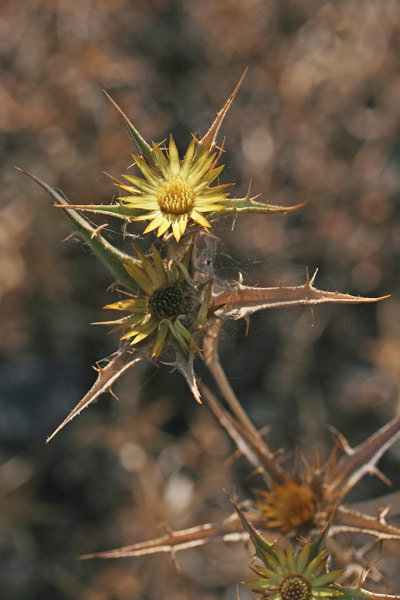 Carlina racemoca, Carlina minore, Spinarba