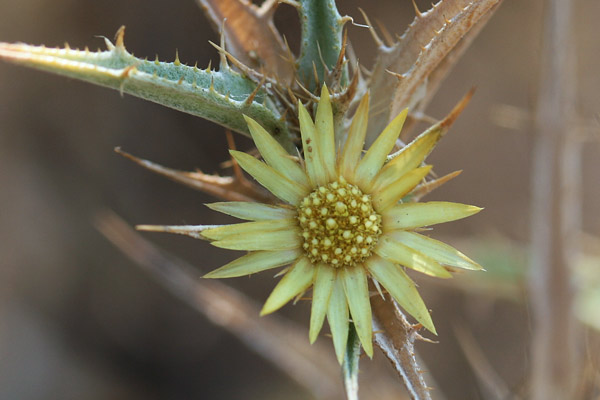 Carlina racemoca, Carlina minore, Spinarba