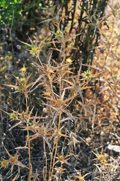 Carlina racemoca, Carlina minore, Spinarba