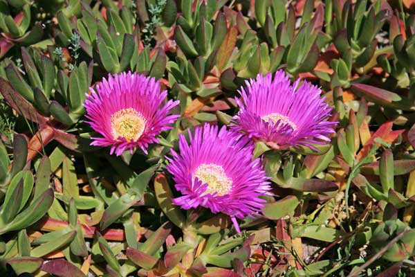 Carpobrotus acinaciformis, Fico degli Ottentotti comune, Fico degli Ottentotti, Bedda di dì, Bella 'e die, Gravellu de seda