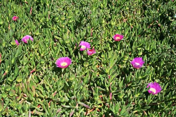 Carpobrotus acinaciformis, Fico degli Ottentotti comune, Fico degli Ottentotti, Bedda di dì, Bella 'e die, Gravellu de seda