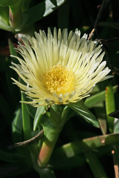 Carpobrotus edulis, Fico degli Ottentotti edule