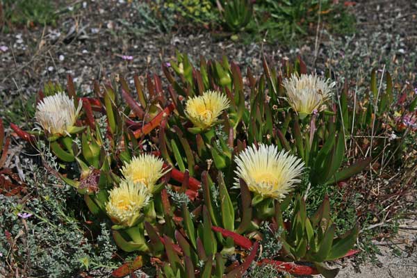 Carpobrotus edulis, Fico degli Ottentotti edule