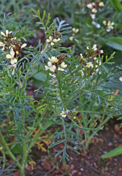 Carrichtera annua, Carrichtera annuale