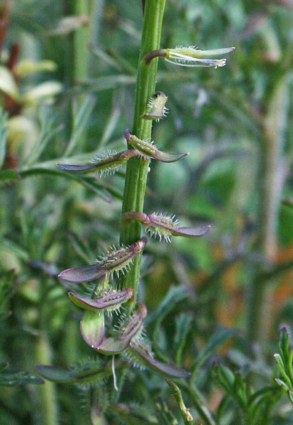 Carrichtera annua, Carrichtera annuale