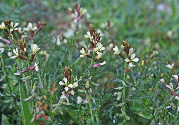 Carrichtera annua, Carrichtera annuale