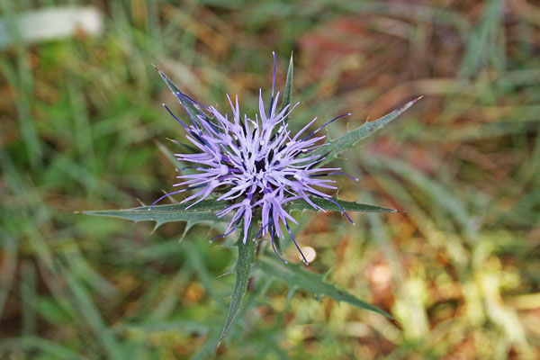 Carthamus caeruleus, Cardoncello azzurro, Cima cimella, Nughe-nughe, Occinenniri