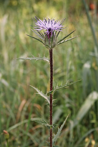 Carthamus caeruleus, Cardoncello azzurro, Cima cimella, Nughe-nughe, Occinenniri